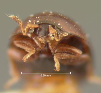 Media type: image;   Entomology 6674 Aspect: head frontal view